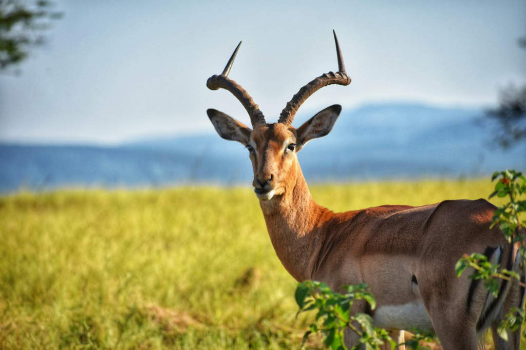 Wildlife photography ethics