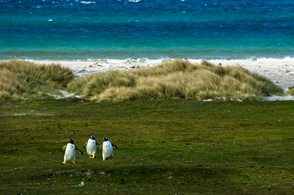 Wildlife photography ethics