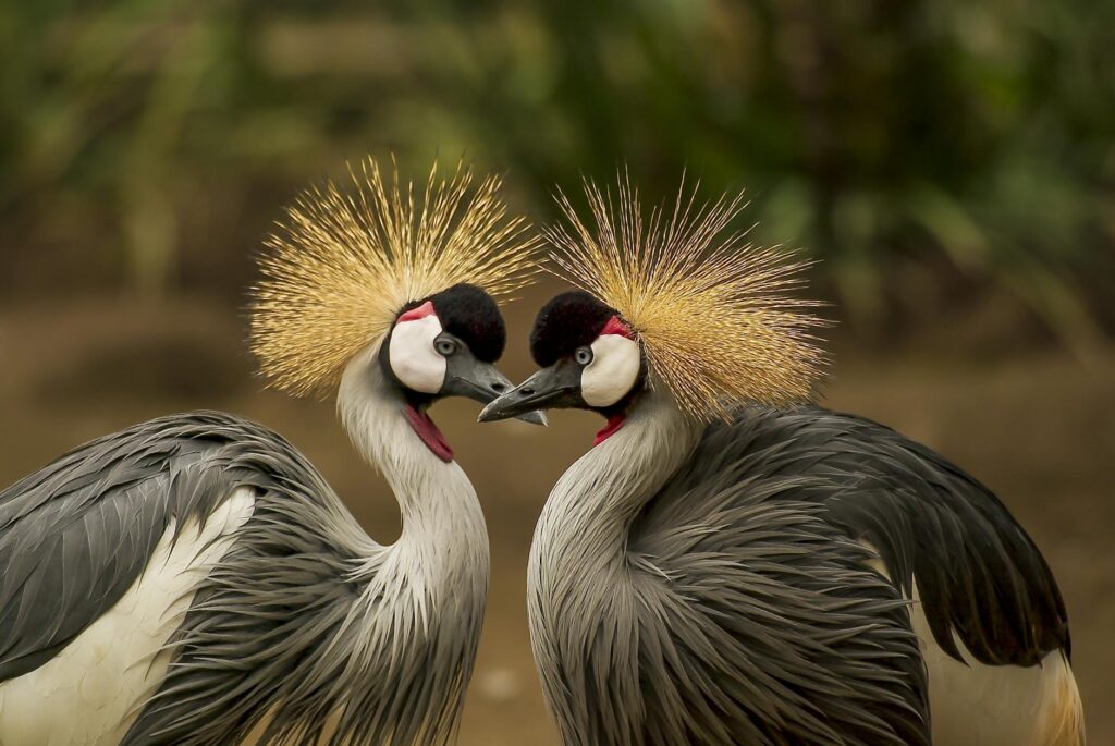Nature photography projects