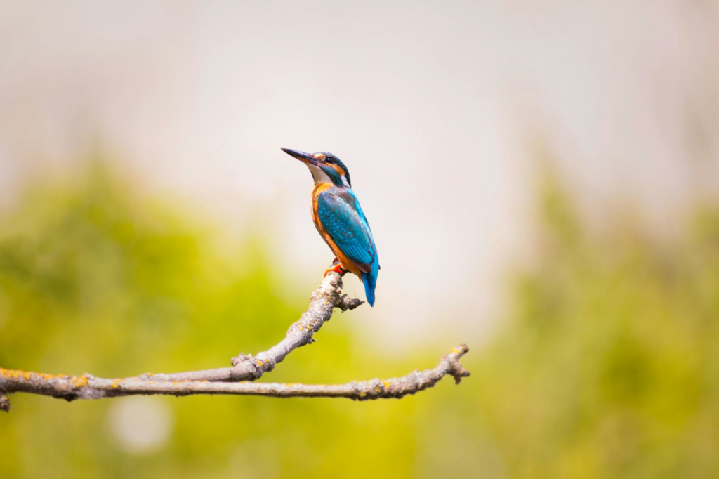 Wildlife photography ethics