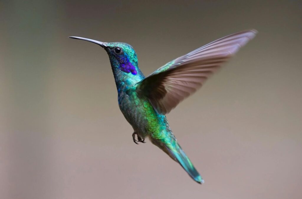 Nature photography projects