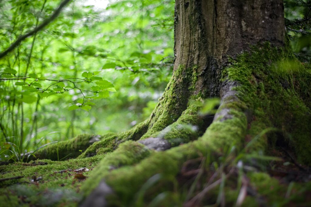 Natural Life